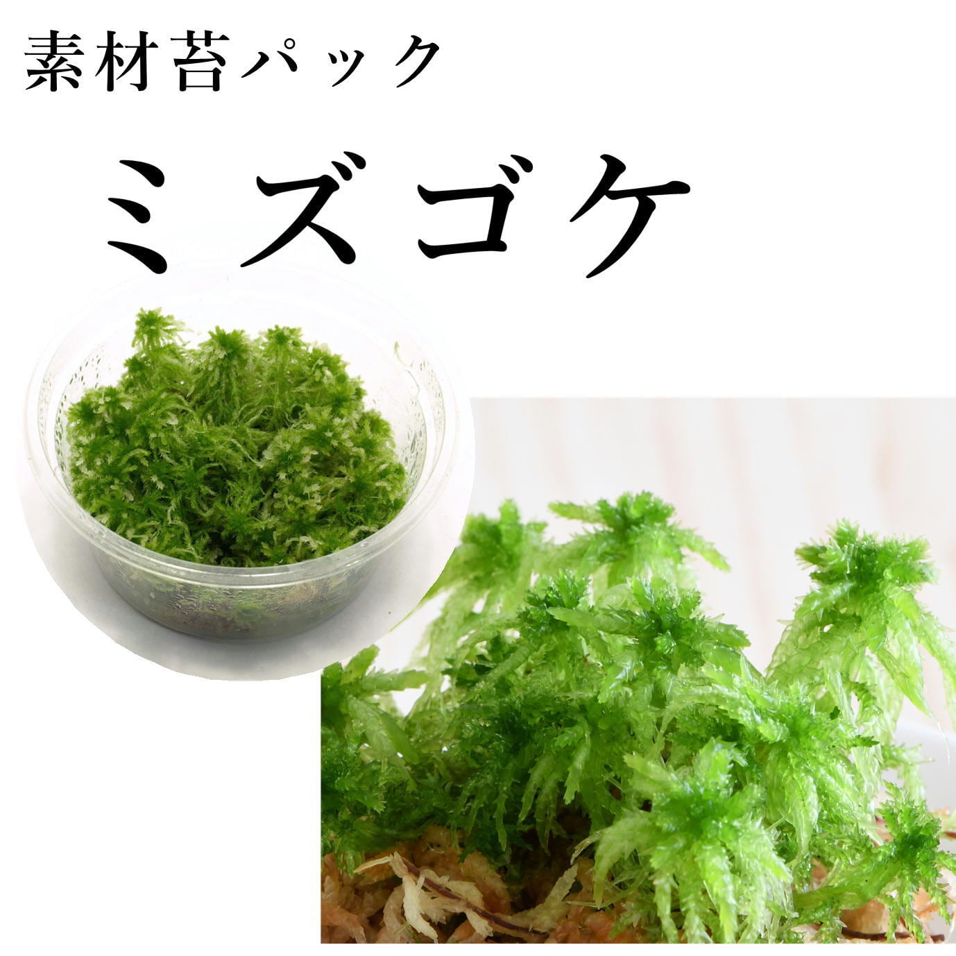 素材苔パック | 苔テラリウム専門ショップ道草