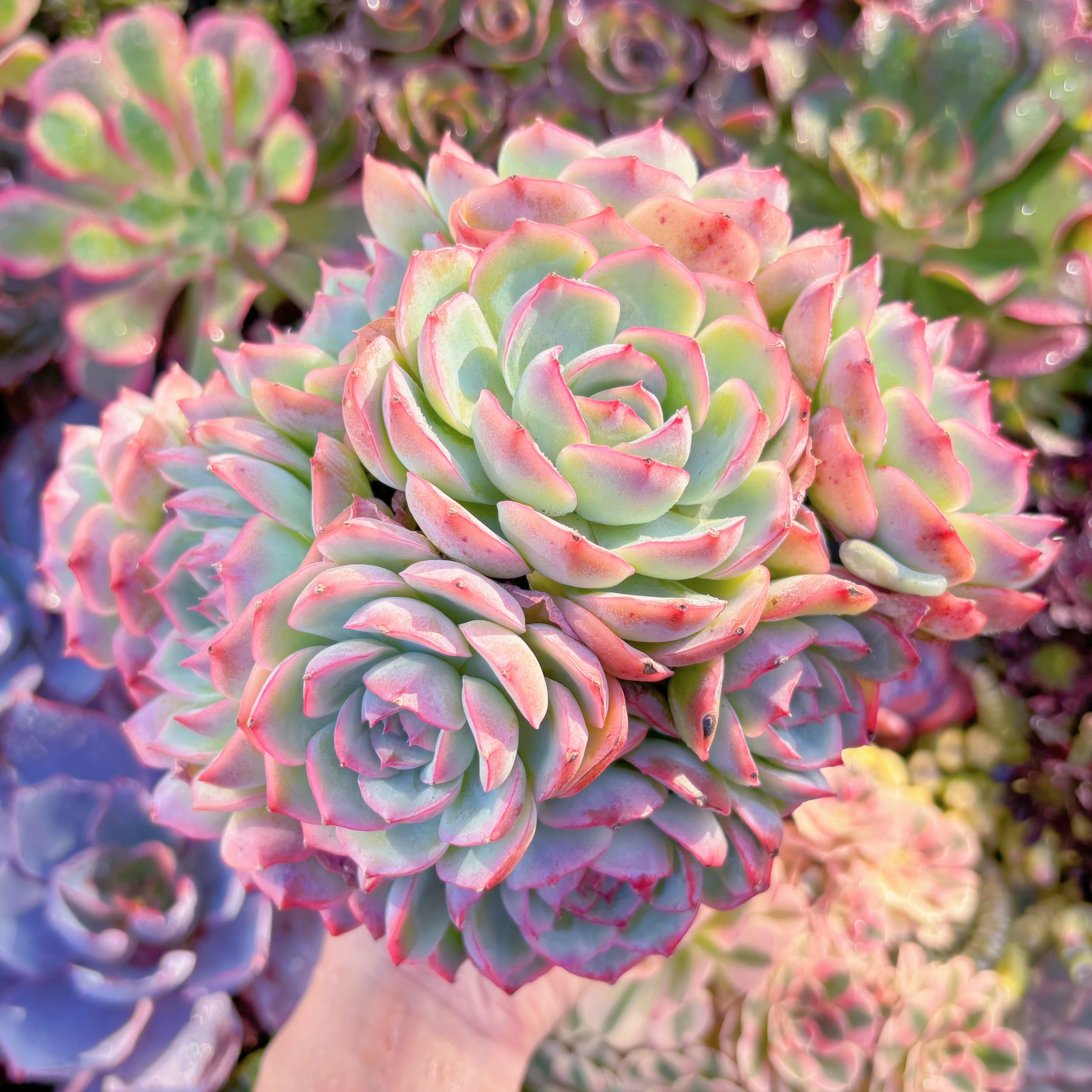 現品　シルエット#565　特大群生　新入荷　るる農園