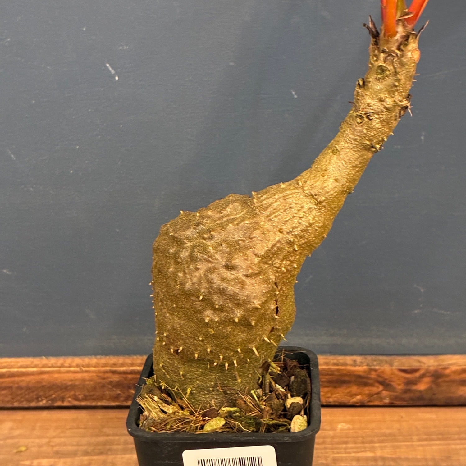 1万円以上10%OFFクーポン対象】【伊藤蟻】ミルメコディア プラティレア