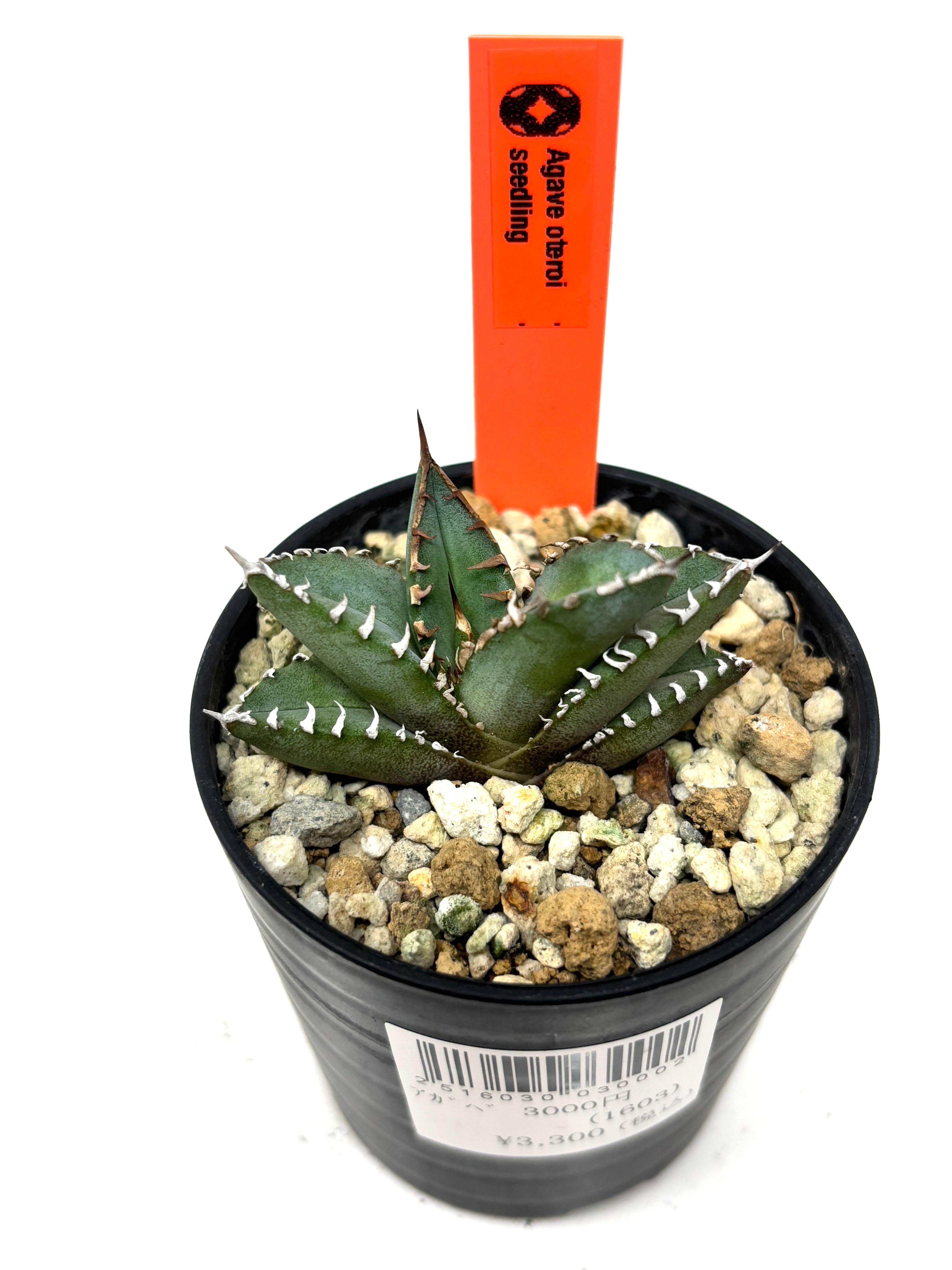 アガベ チタノタ angry heart アングリーハート 極上株 コレクション