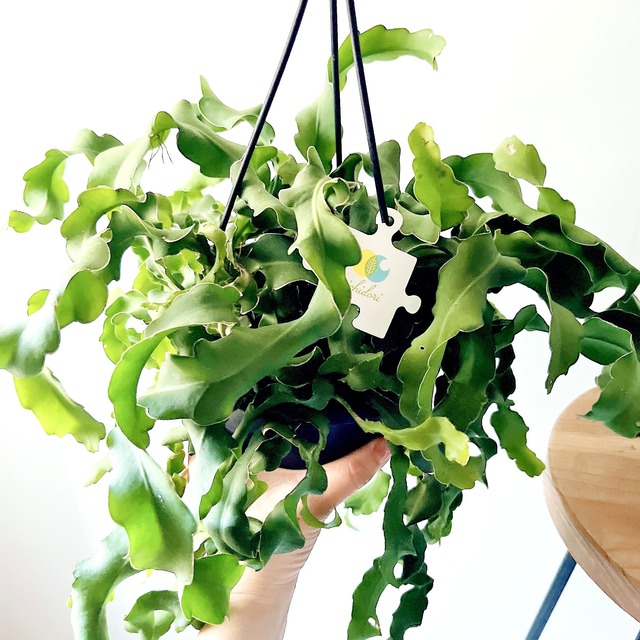 エピフィラム グアテマレンシス 観葉植物 吊り下げ calm cafe