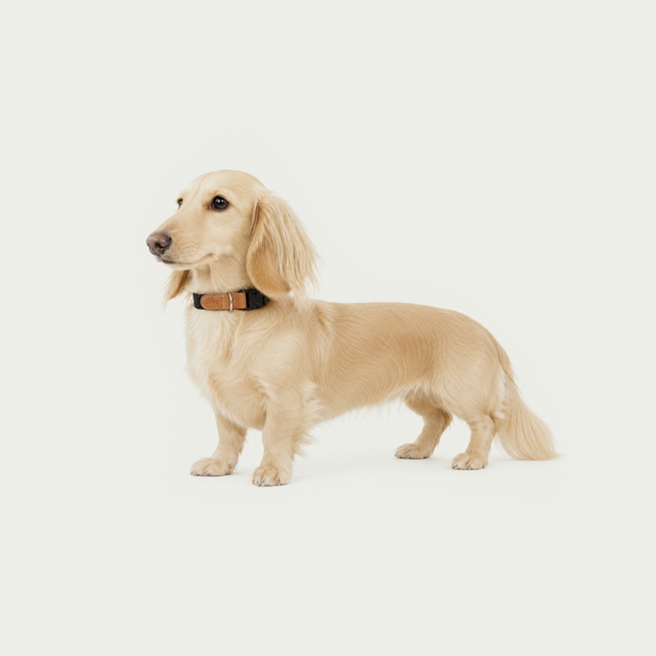 【予約】[ GOPE ] Picture Dog Collar｜Tan × Black - 4