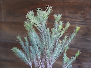 【現物】ユーカリ ”フォーマニー” C