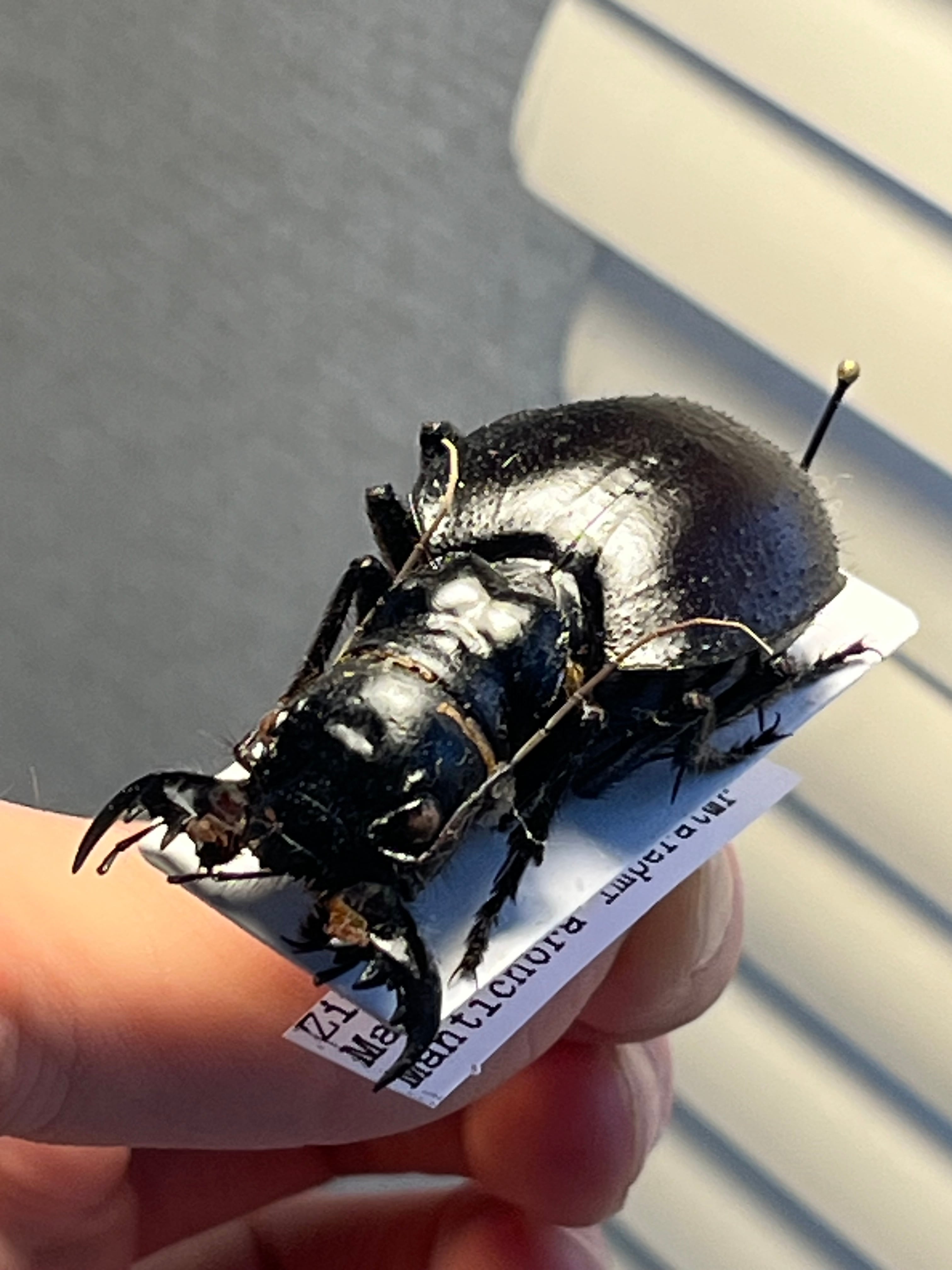 大閻魔斑猫最大種】オオエンマハンミョウ Manticora タンザニア産 昆虫