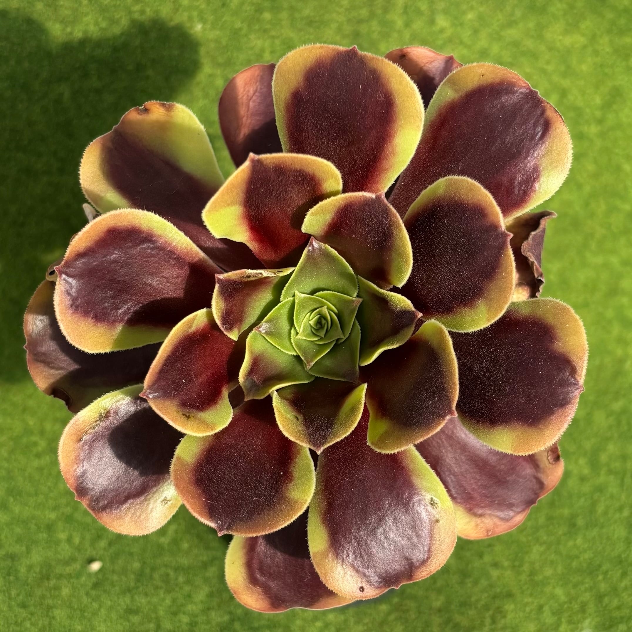 アリエル 綴化 | 多肉植物 豆彦商店