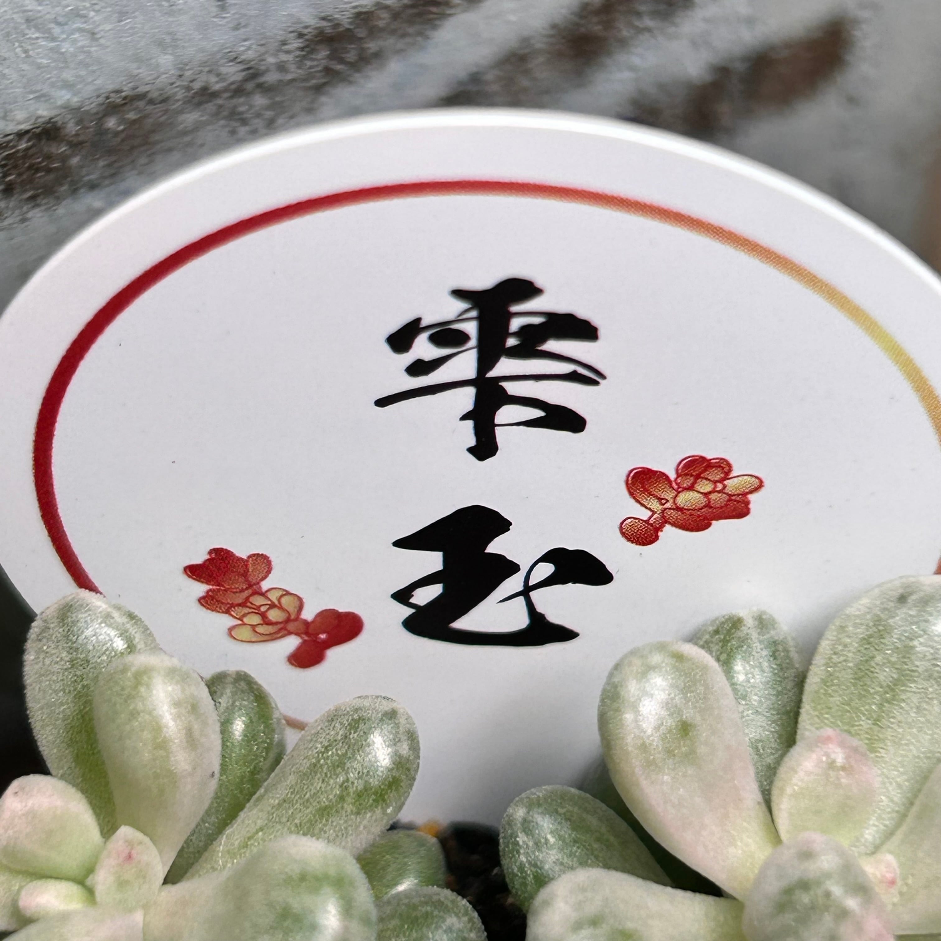 雫玉 | RuPo 多肉植物専門店