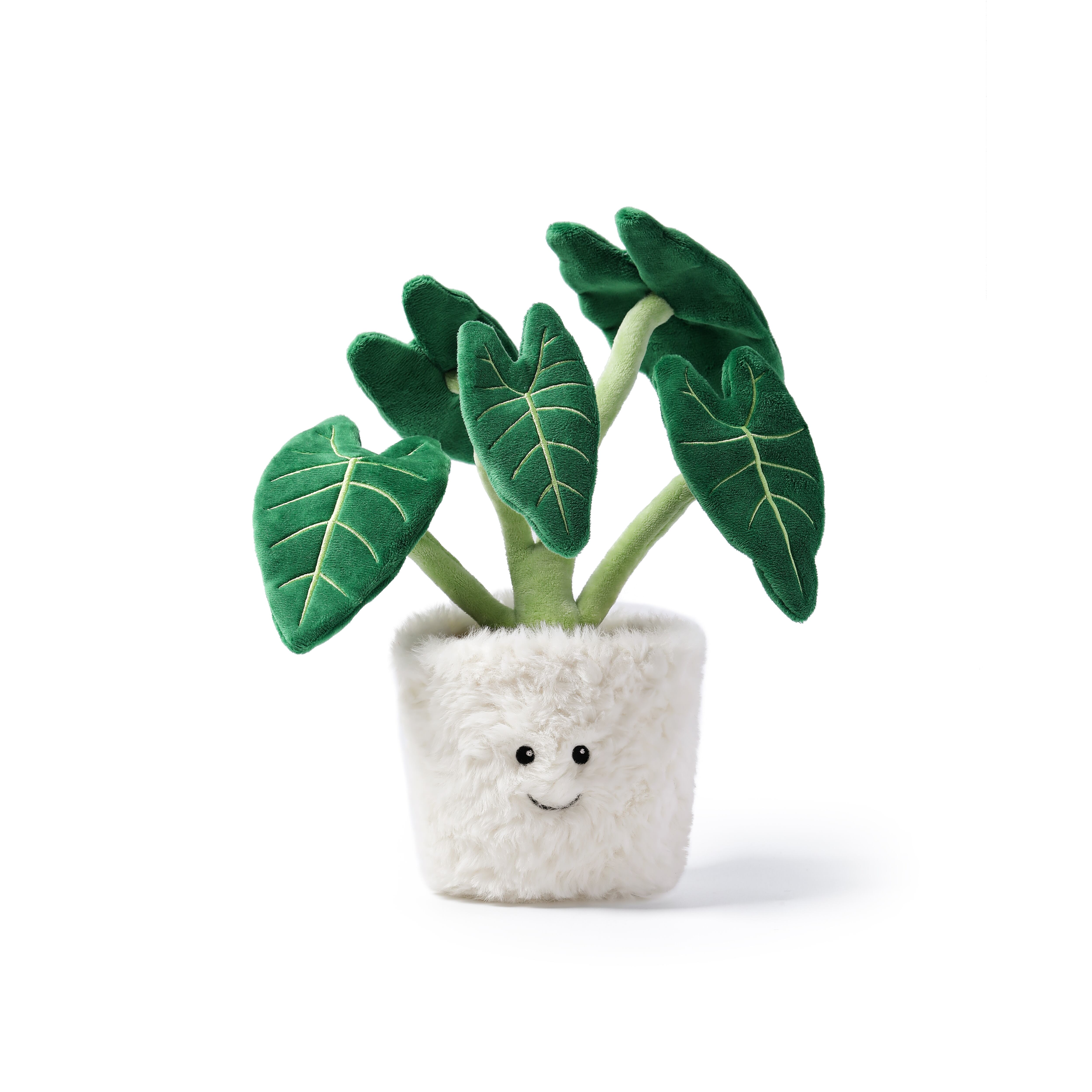 Alocasia Odora  Bonsai_MC300231