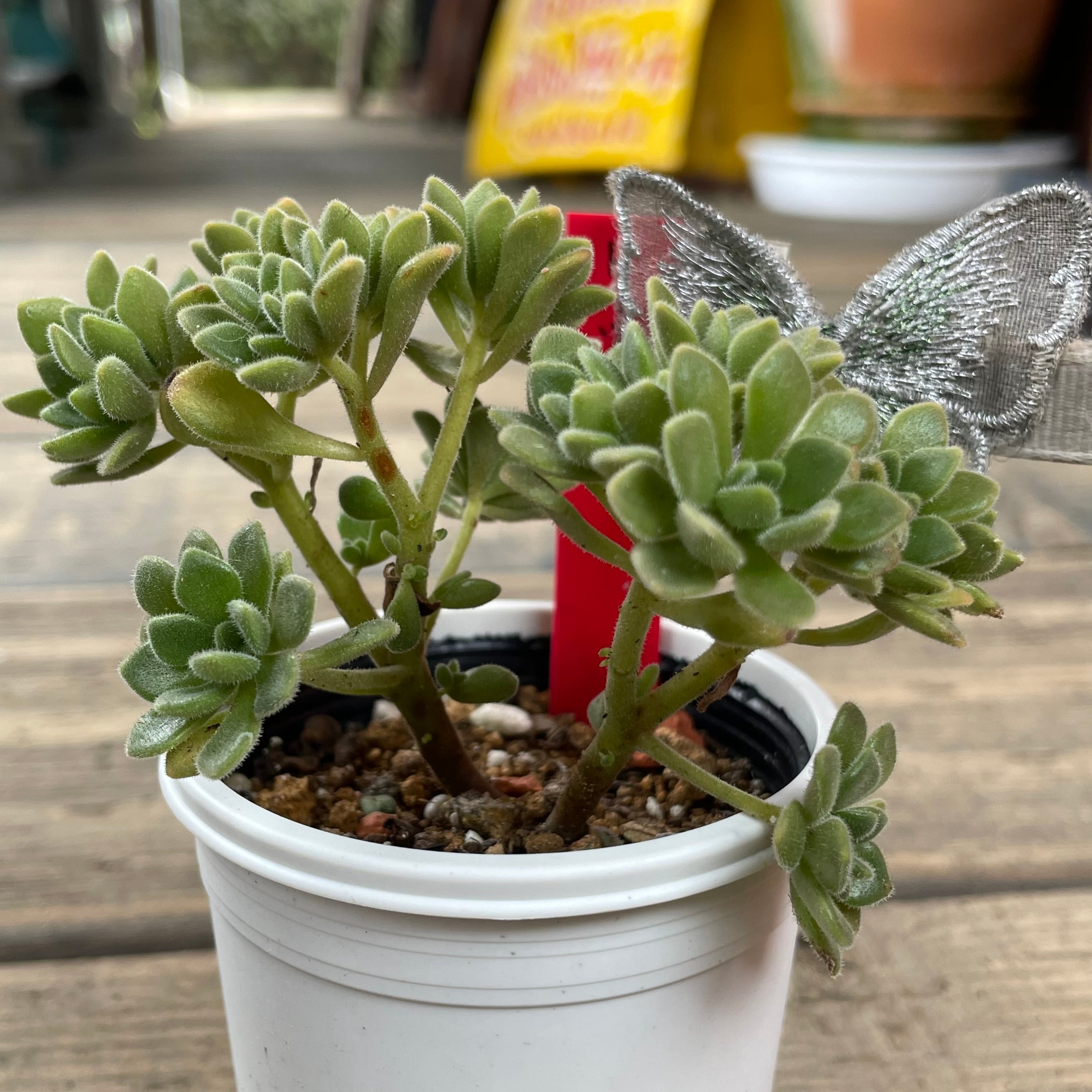 a8c5f4ccb787baa84d702a8ef52328