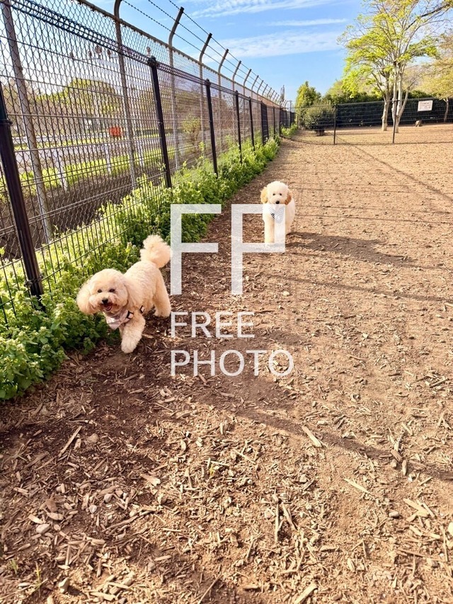 犬と景色