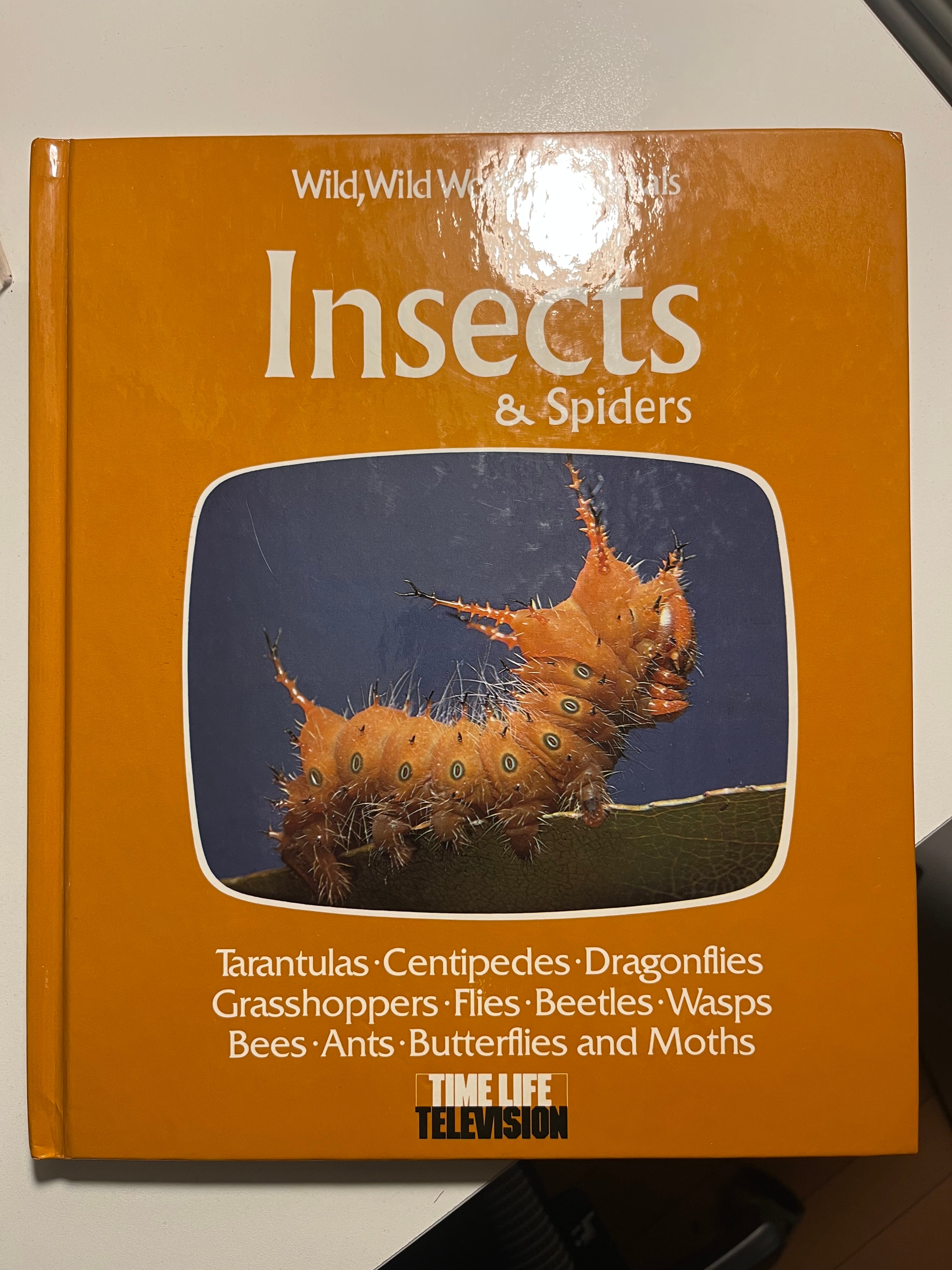 オータニ昆虫館 デカムカデ