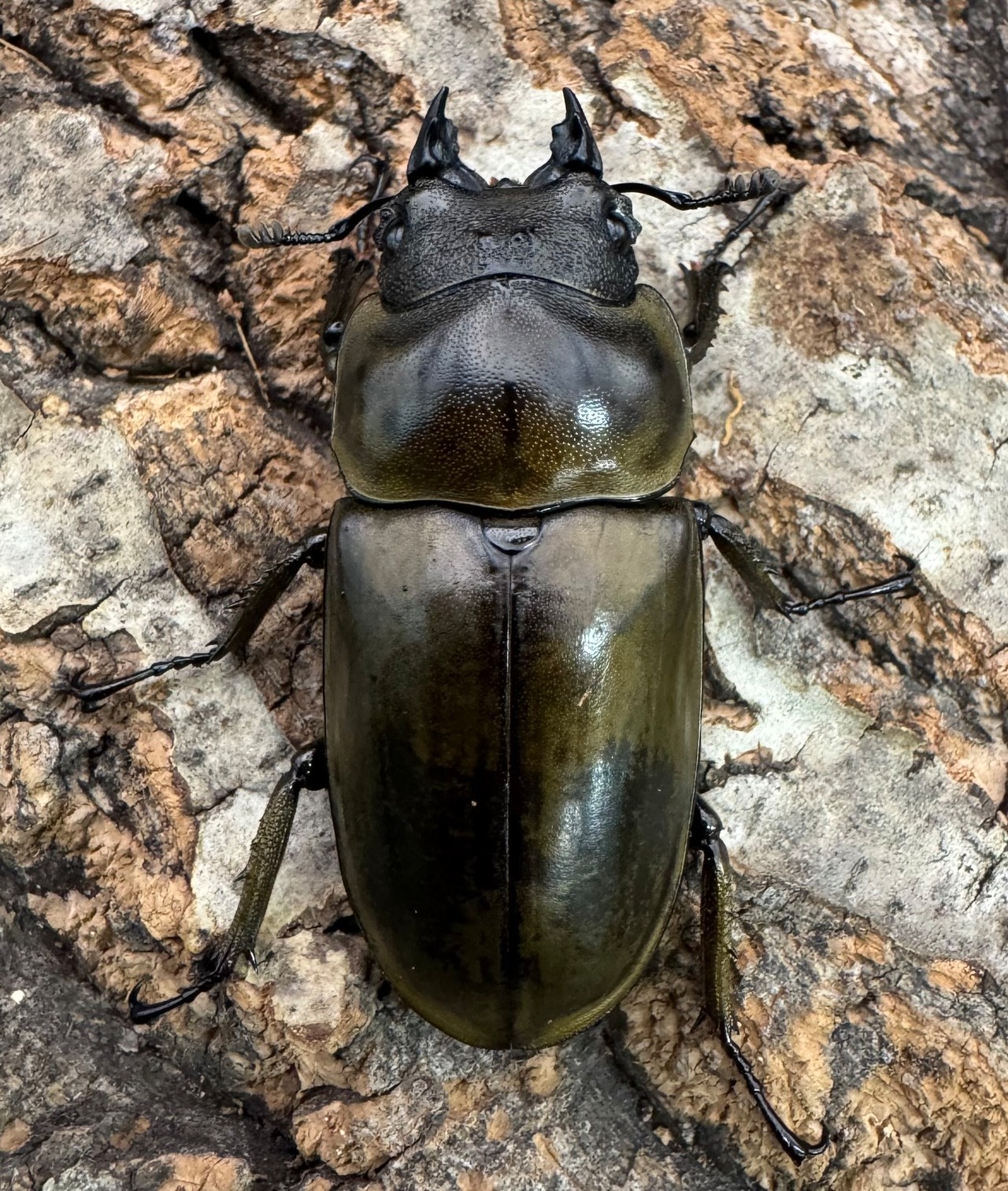 【F0】《ローゼンベルグオウゴンオニ 72.5mm ペア》