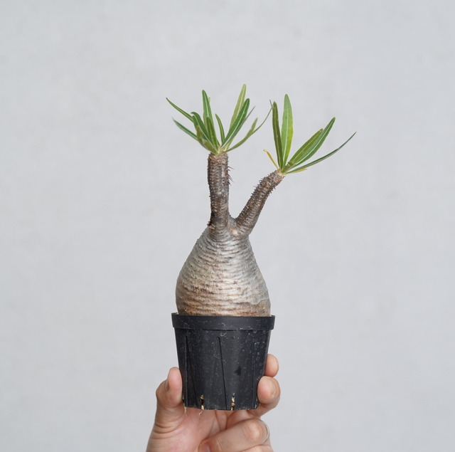 パキポディウム グラキリス no.8〈発根済み〉