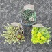 セダム3pot set ③