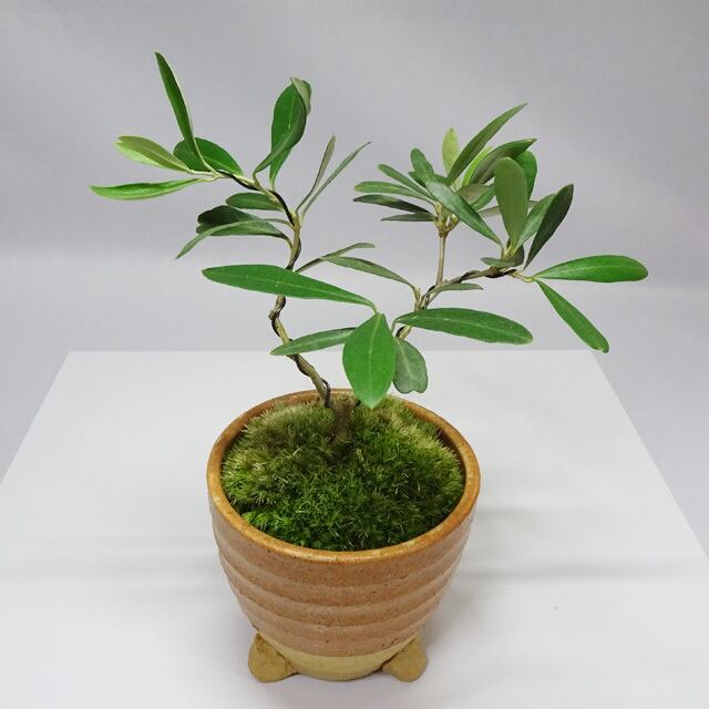 送料無料（沖縄配送） オリーブ 大!盆栽 Oh!Olive Bonsai