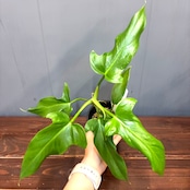 【新着3日限定10%OFF】フィロデンドロン トリパチアツム【716】
