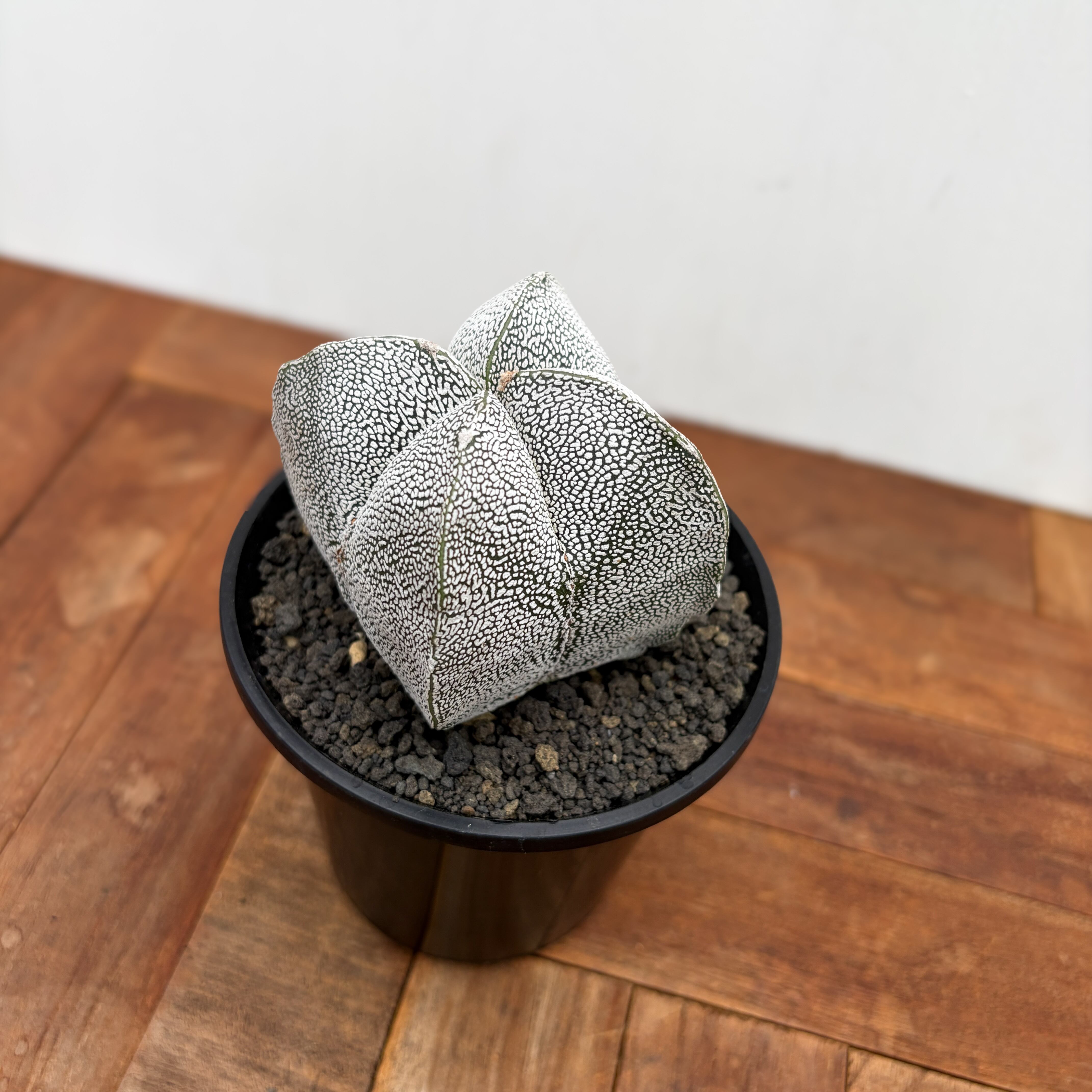Astrophytum 【アストロフィツム・恩塚四角ランポー玉】 | RIMO'S