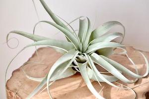 チランジア キセログラフィカ/Tillandsia xerographica  #水やり頻度が少ない