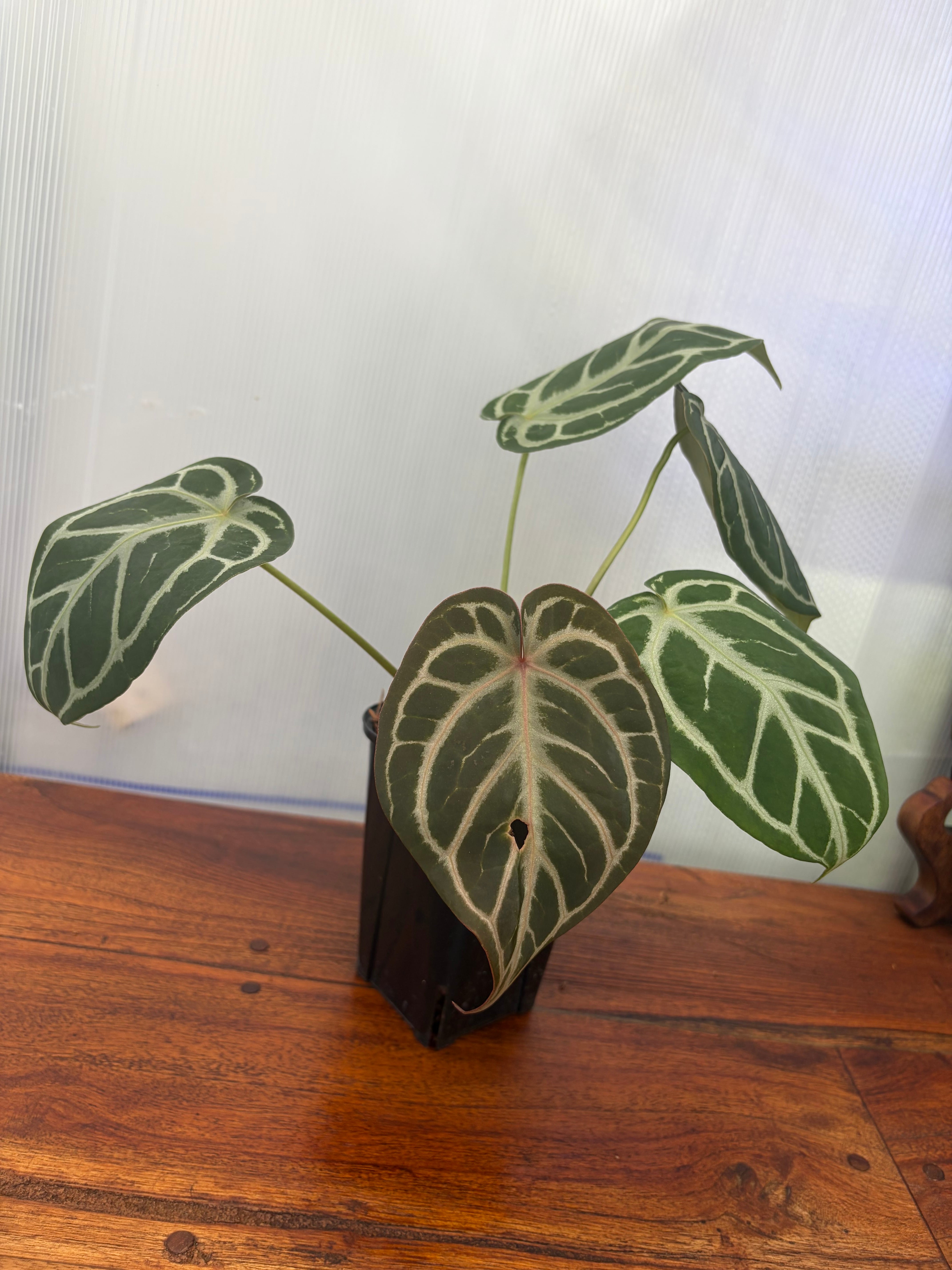 Anthurium | BALI-AN 園芸