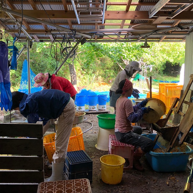 銀杏〜ゆうパケットで送料お得〜【泰幸園】