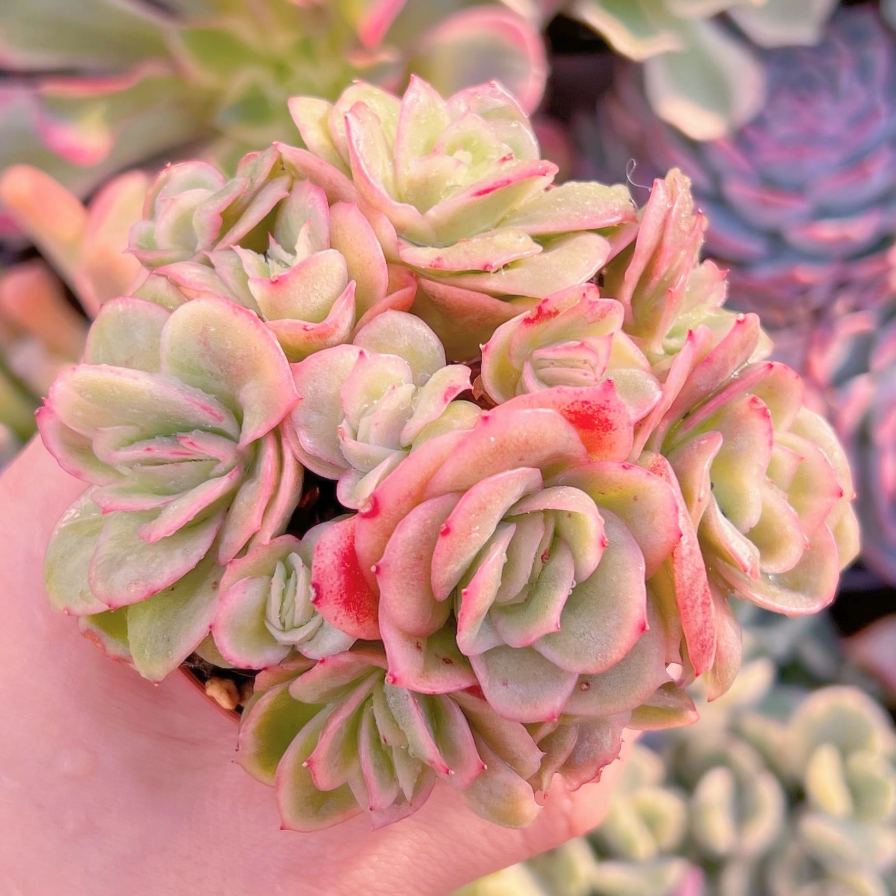 現品　アイスラブリーローズ錦#794    群生   るる農園