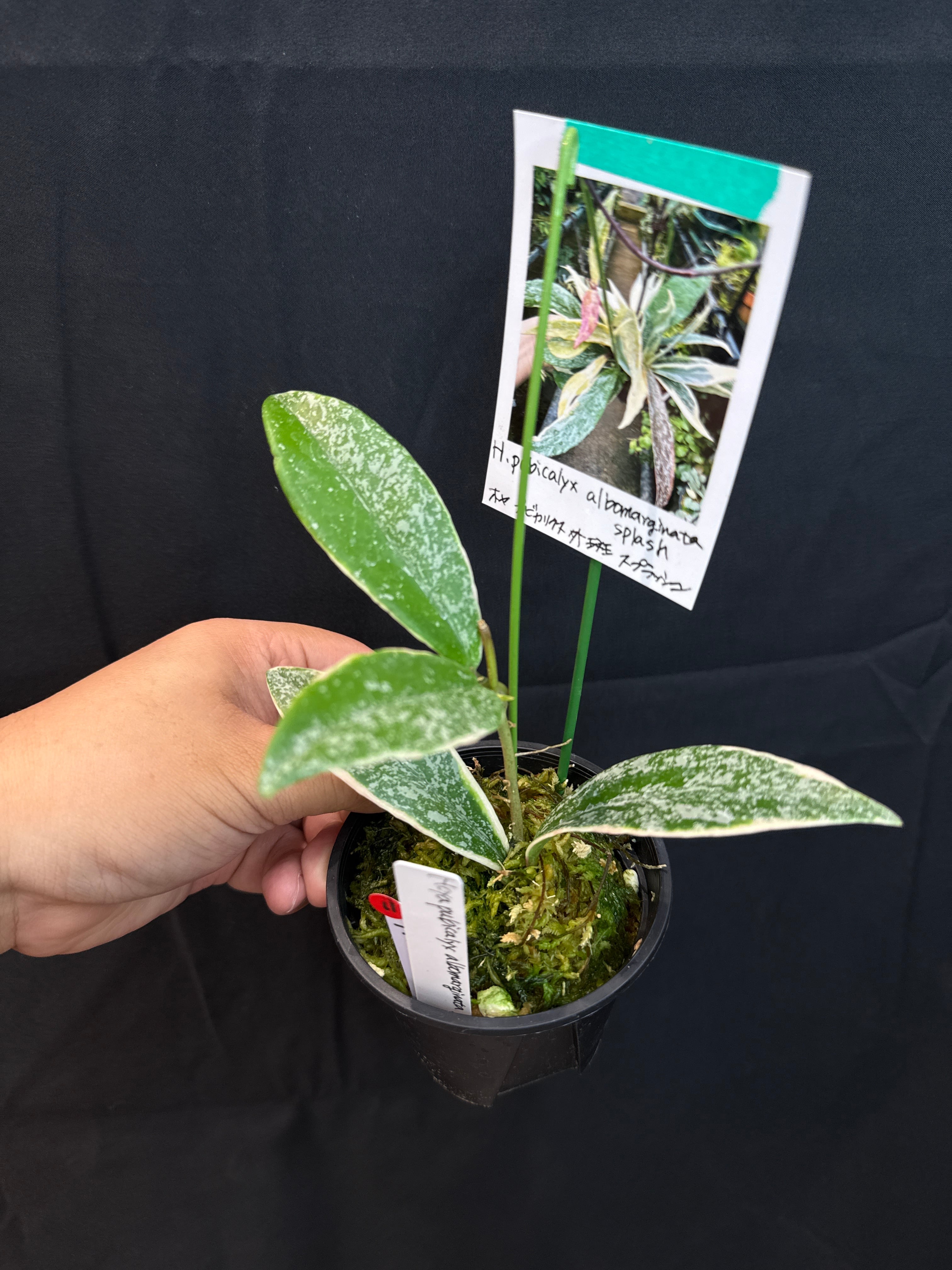 11. ホヤ プビカリクス アルボマルギナータスプラッシュ | Gardenえん