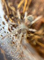 バイーアスカーレット　Lasiodora klugi　1匹　