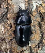 【WD】《スマトラオオヒラタ アチェ産 87mm ペア》