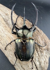 【WD】《ミンダナオアトラスオオカブト マラグサン産 97mm ペア》