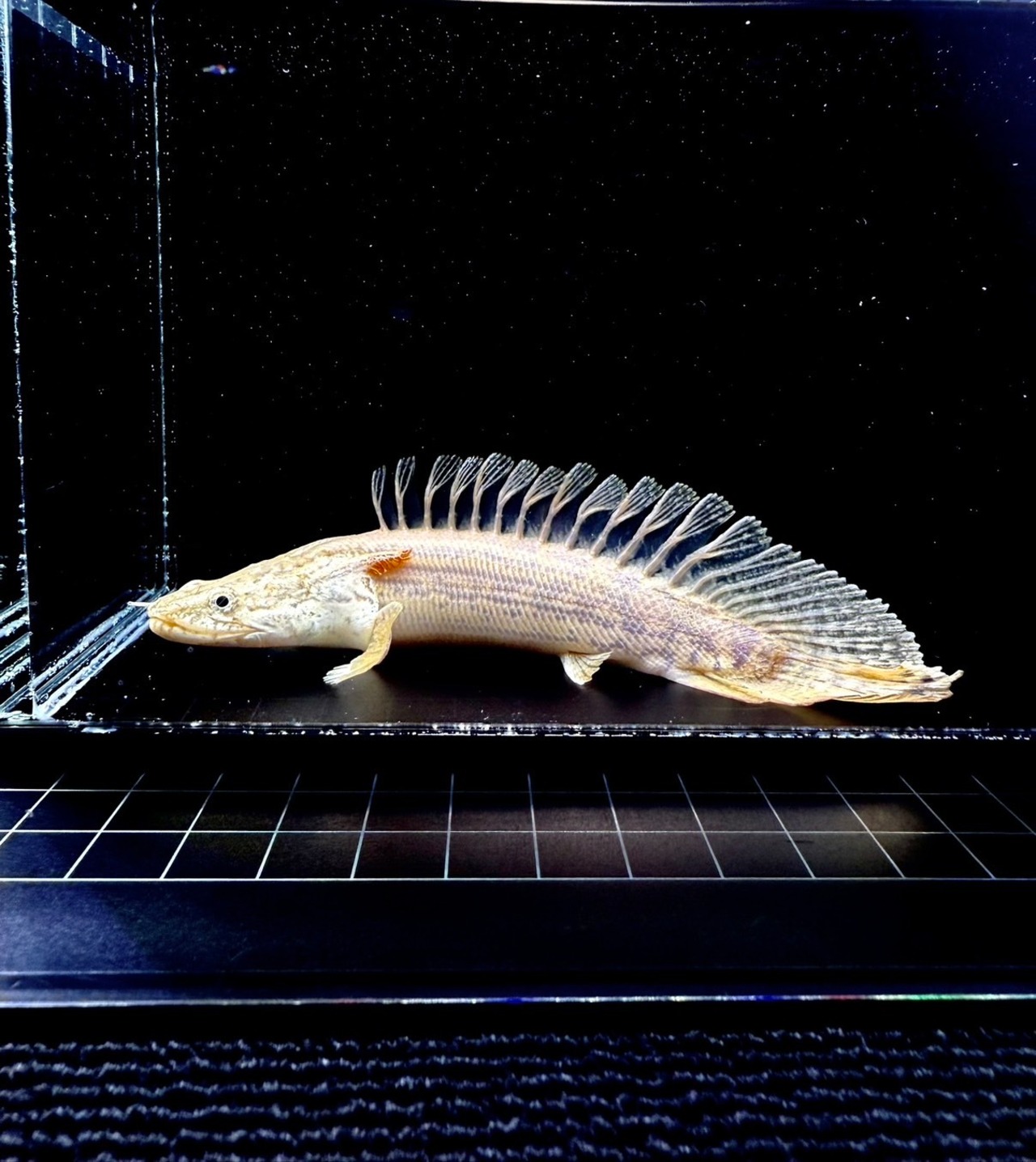 ポリプテルス ラプラディ・ショートボディー❶ - 2