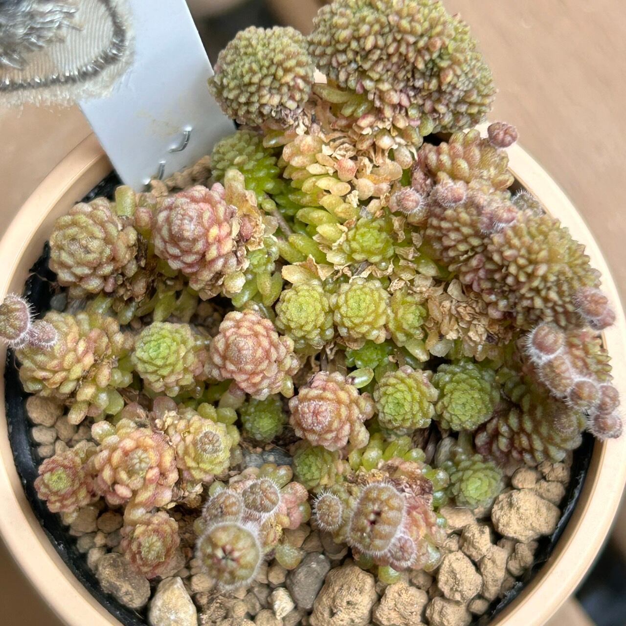 ポリフィラ | RuPo 多肉植物専門店