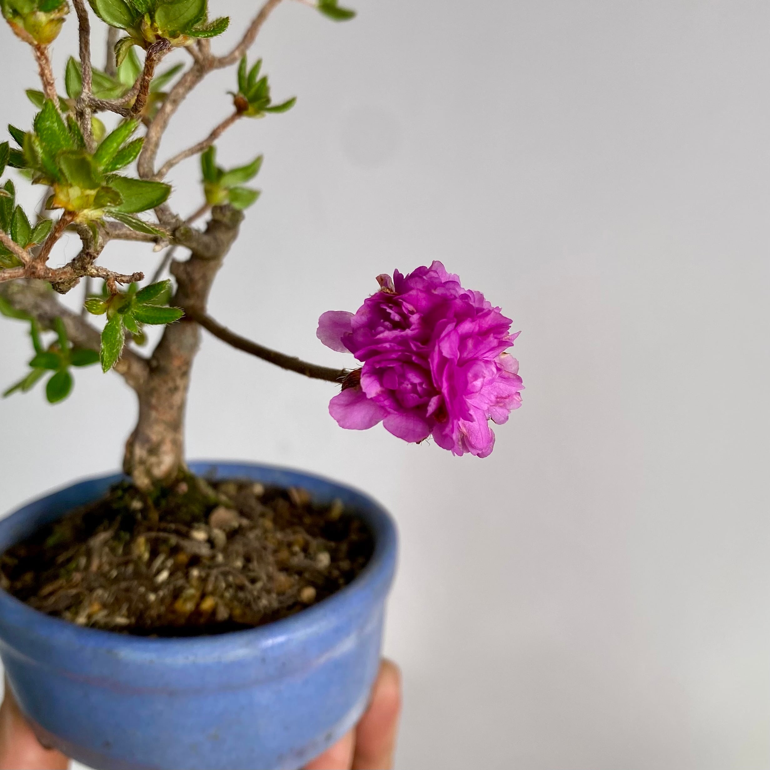 ツツジ 紫八重 ミニ盆栽｜高さ 約18cm | BONSAI Labo ウェブショップ