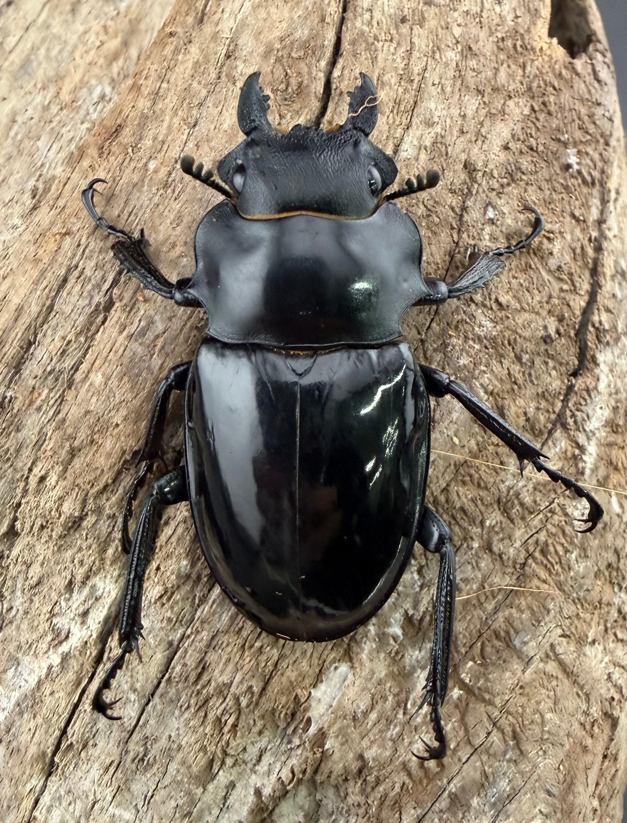 WD】《インターメディアツヤクワガタ バタラザ産 91.5mm ペア》 | KPW