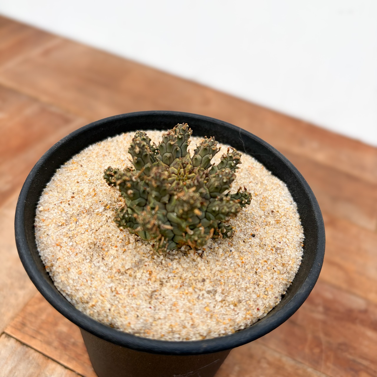 Euphorbia astrophora【ユーフォルビア・アストロフォラ】