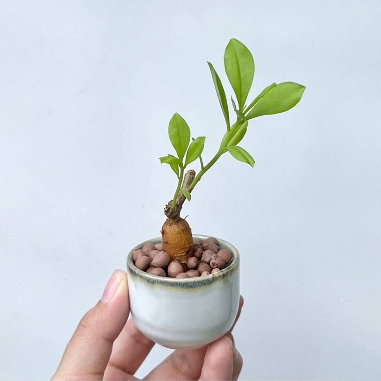 タリナム パニクラーツム 〛Talinum​ Paniculatum 抜き苗 発芽済 塊根