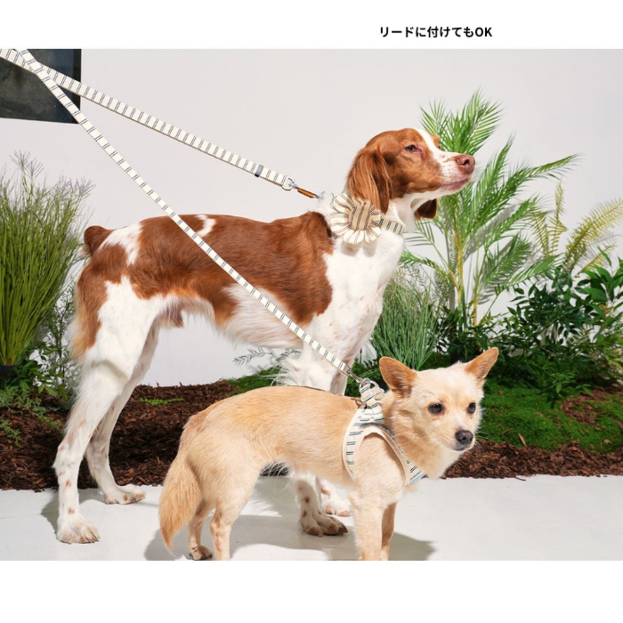 【PUPPYGALLERY公式】犬のおもちゃ Striped Daily Daisy Toy