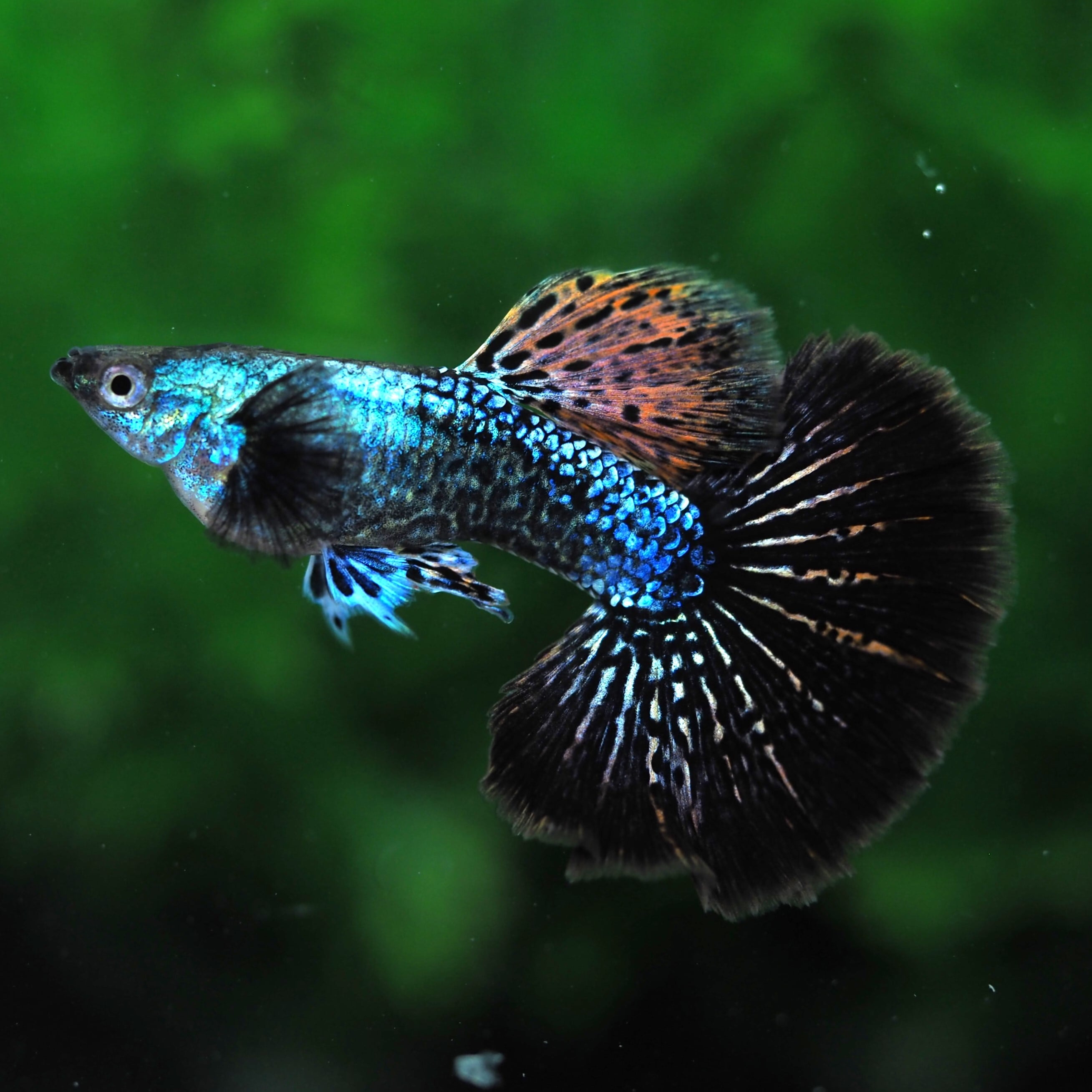 所沢熱帯魚」 若魚 1 キングコブラスワロー(RRE.A系) 2 所沢熱帯魚」 若魚 1 キングコブラスワロー(RRE.A系) 2