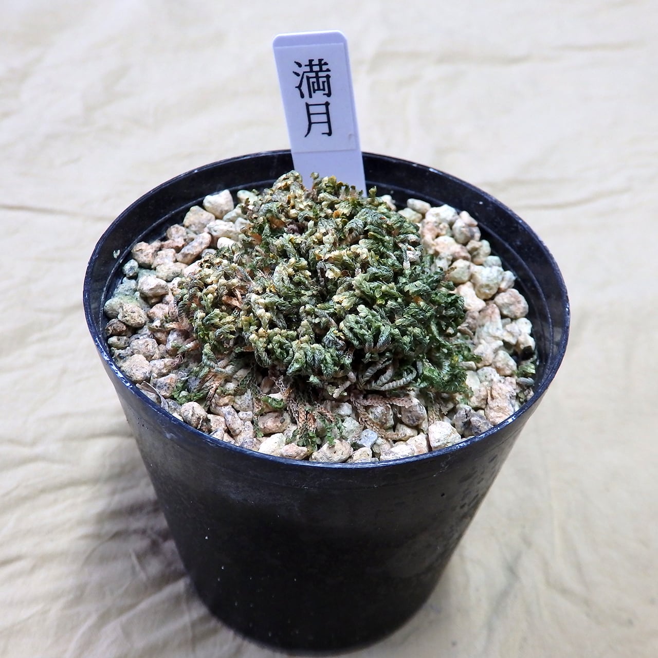 万年青「富国錦」 万年青「富国錦」 - メルカリ