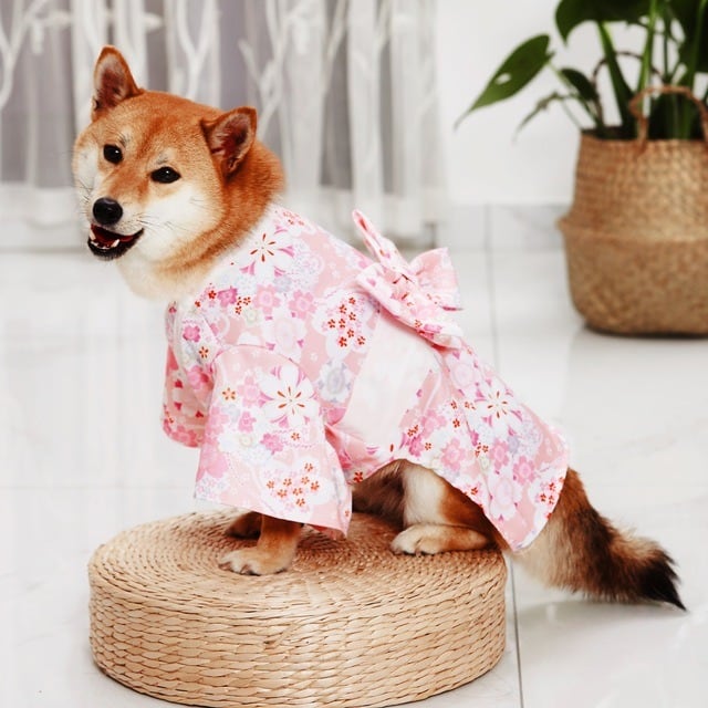 犬用品 新品 maloカシミヤ 犬服 新品タグ付き Lサイズ レア マーロ