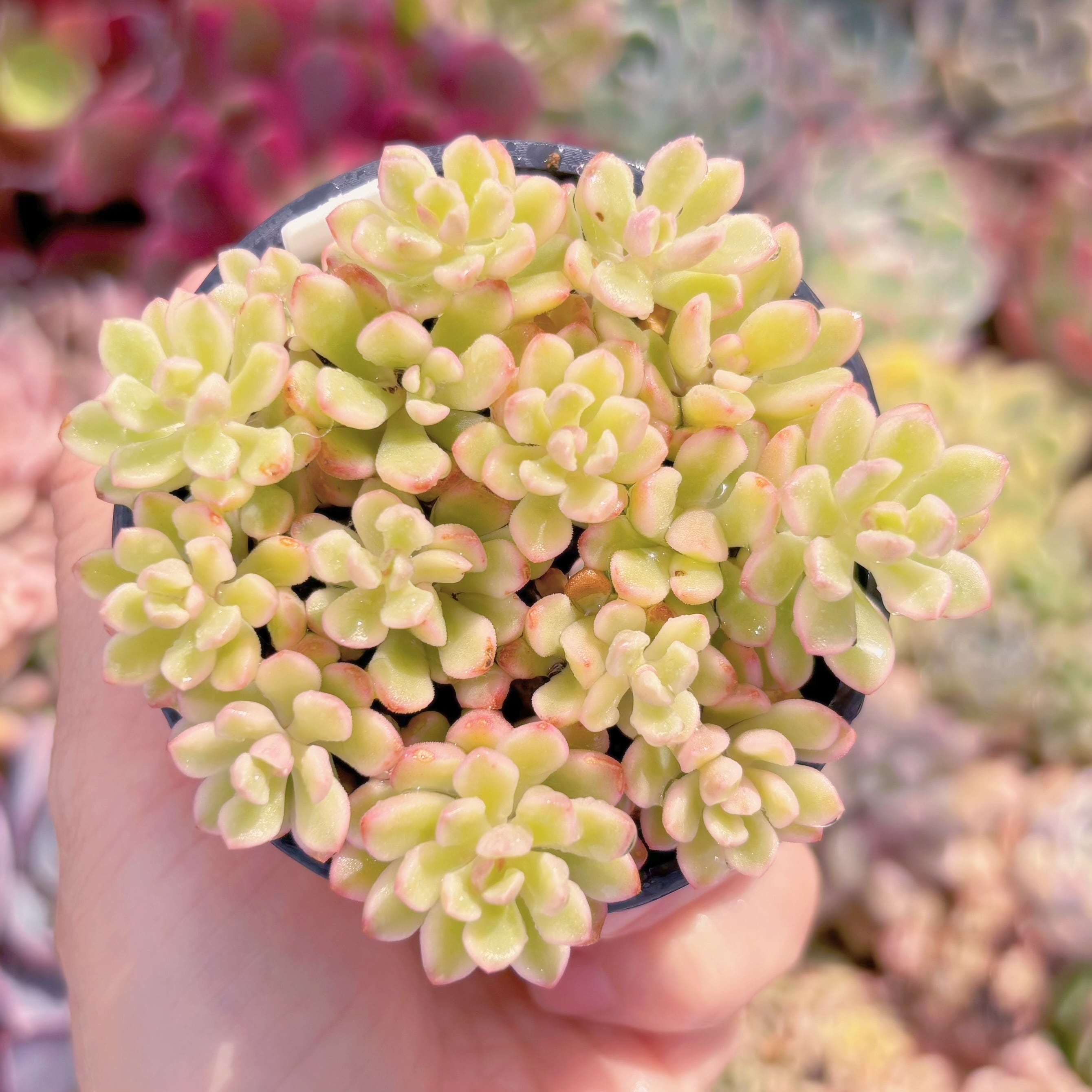 現品　ジョイスタロック錦#863　るる農園