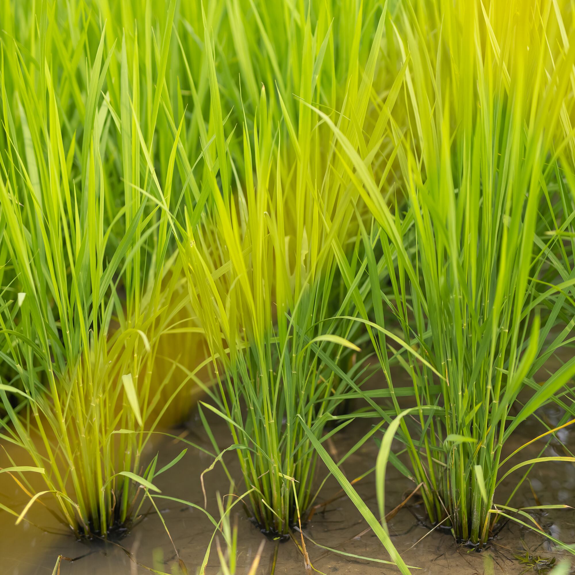 武士の握飯米 令和5年産 新米あきさかり1袋(2kg)□Samurai rice ball