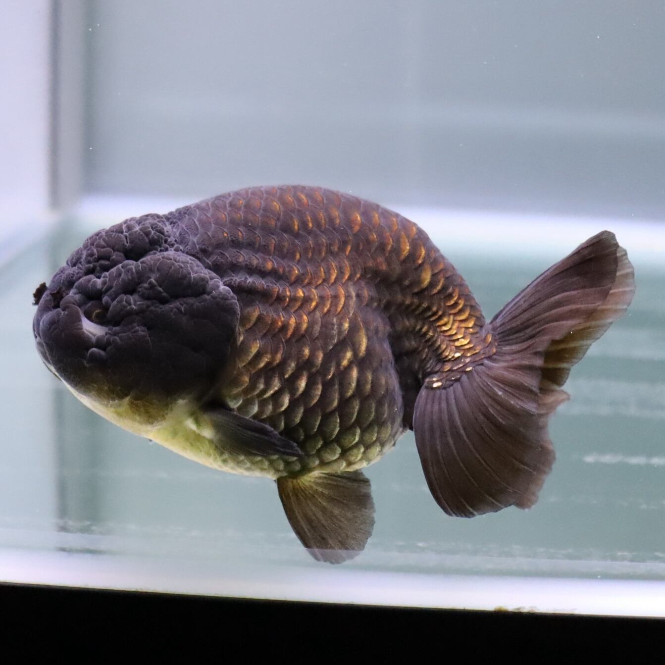 黒らんちゅう １２ｃｍ 金魚 熱帯魚専門店 Aquapro H