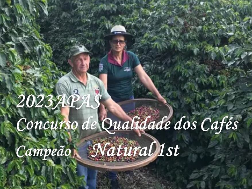 ブラジル カショエイリーニャ APAS1 Natural(100g )販売終了