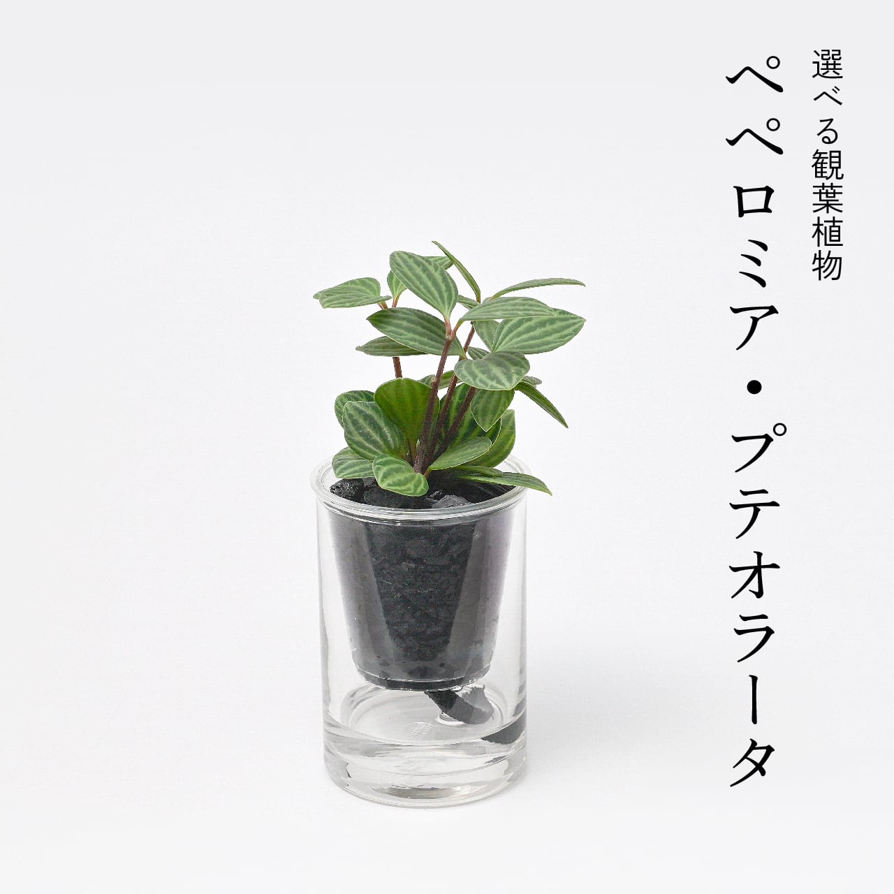 炭の樹 フルセット | sumino