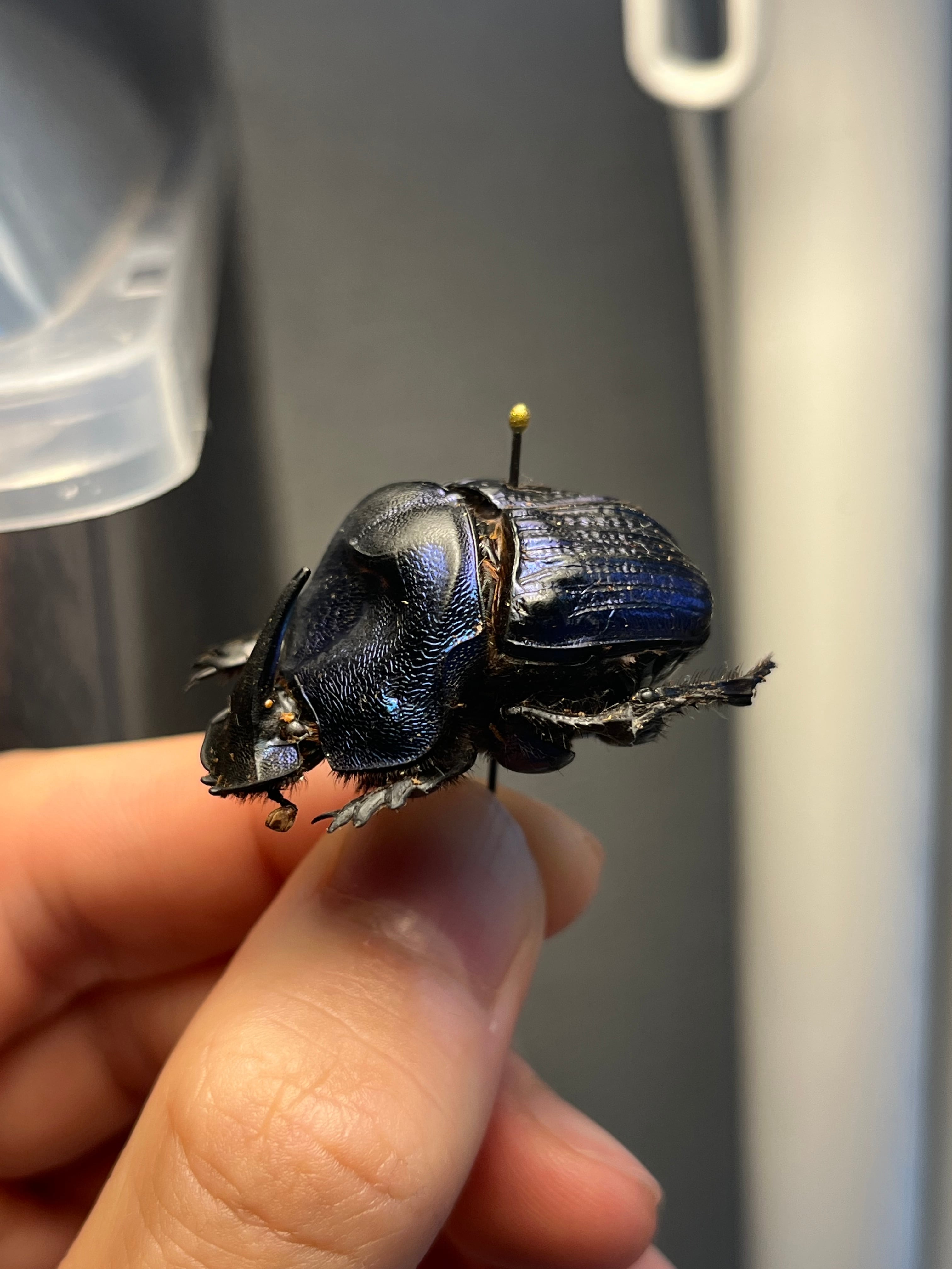 36mm♀】ランキフェルオオニジダイコクコガネ ランキフェール昆虫標本