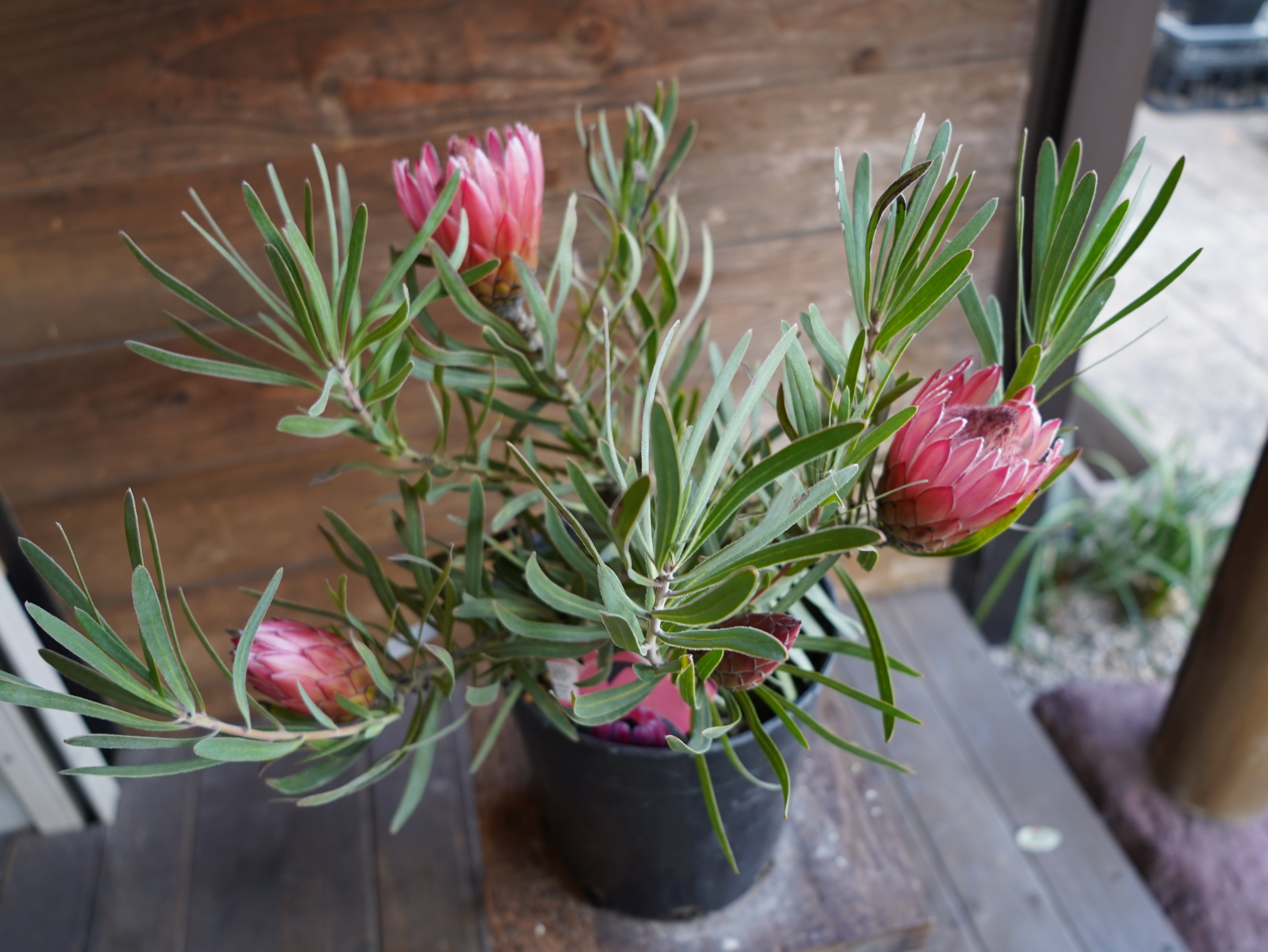 【現物】プロテア ”ピクシー”