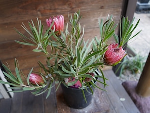 【現物】プロテア ”ピクシー”