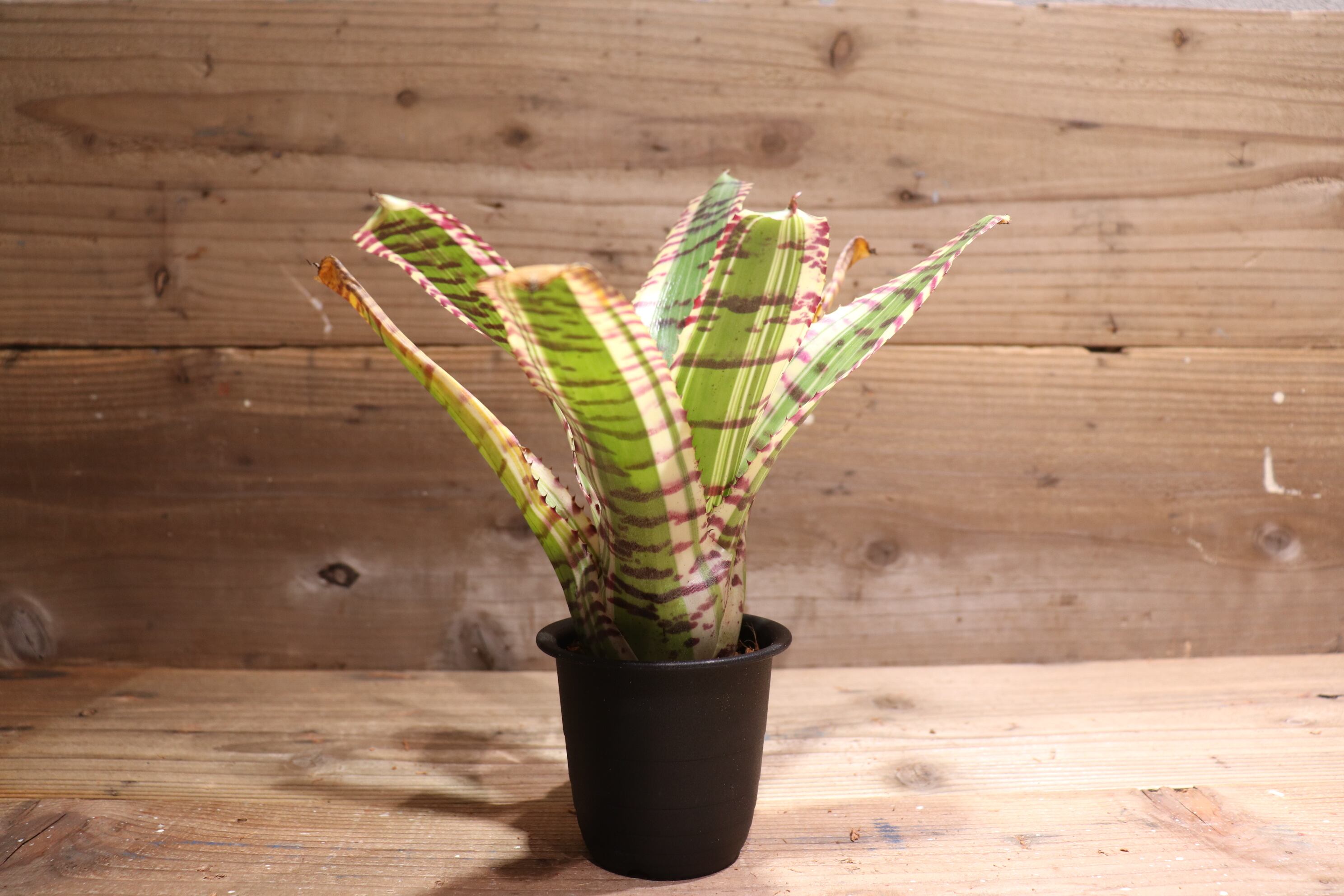 送料無料】Neoregelia 'Star wars'〔ネオレゲリア〕現品発送N0189