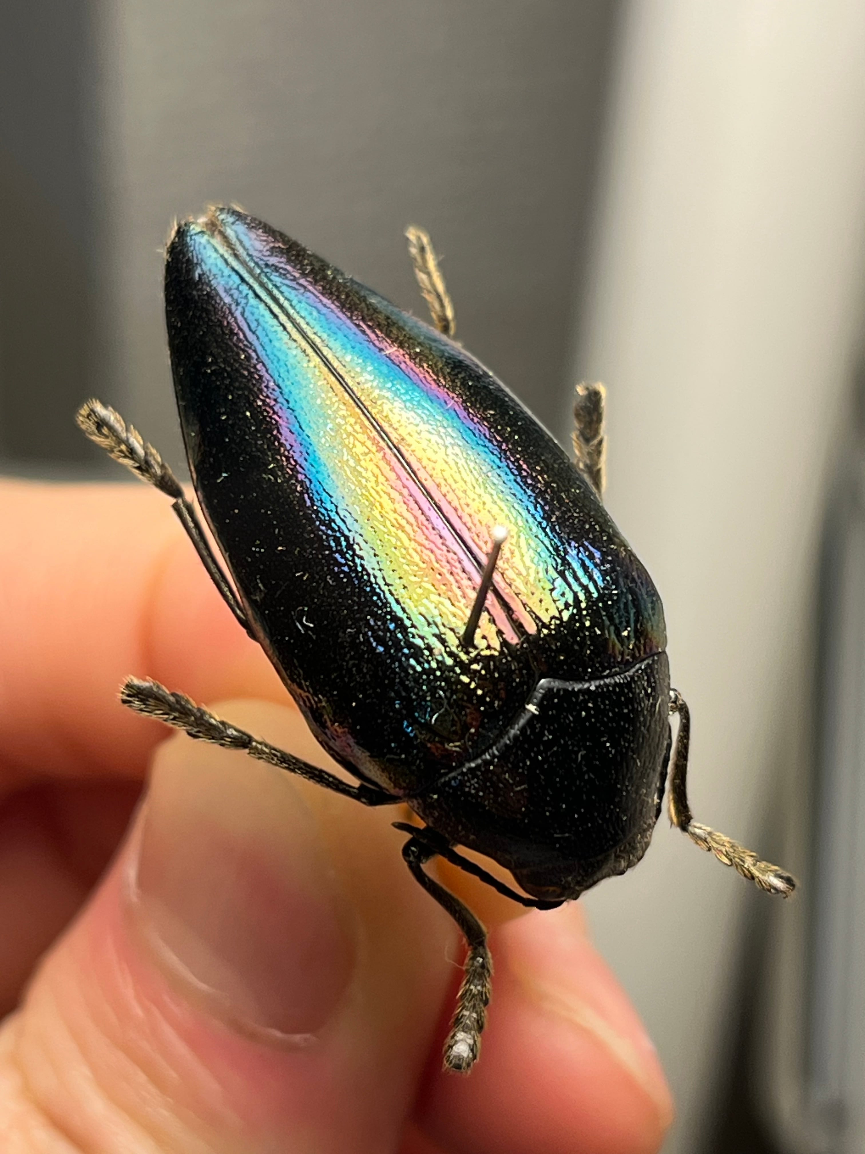 年代物】チャイロフトタマムシ フトタマムシ スハンダエ プラチナ