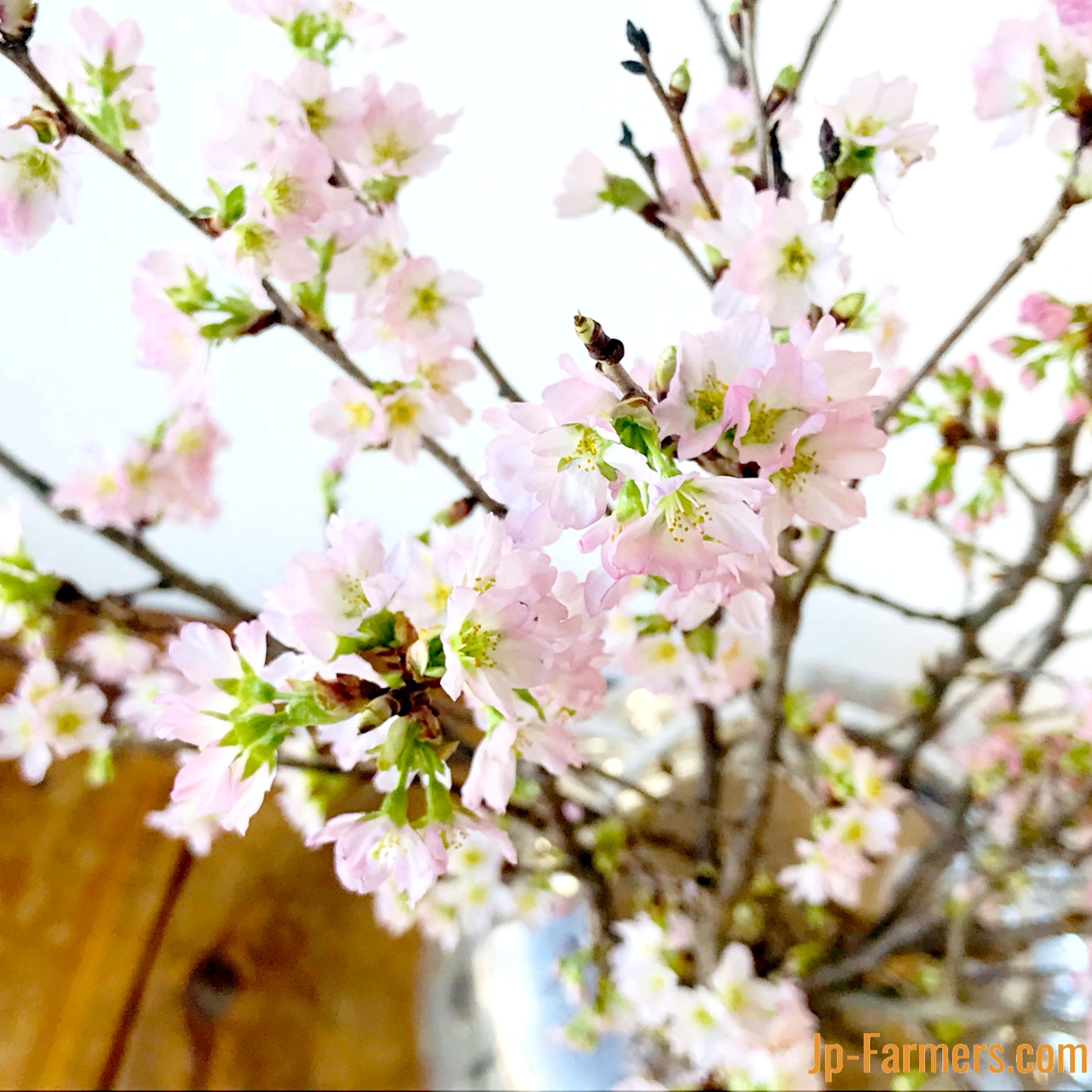 お家で楽しむお花見♪♪　桜の花職人JAさがえ西村山　啓翁桜　10本