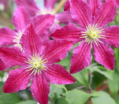 ソングス C.‛Songs’ ‐フロリダ系 O-F5